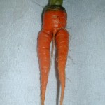 Rude Carrot (3)