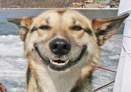 (For the avoidance of dount this is not my daughter. This is a photo from the internet of a dog smiling .)