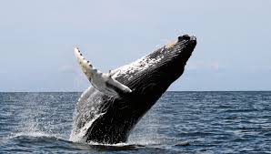 Humpback whale breaching Image: Wikipedia